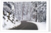 Winter Road in Yosemite National Park by Anonymous
