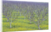 Almond Grove and Wild Mustard Plants by Anonymous