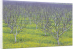 Almond Grove and Wild Mustard Plants by Anonymous