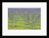 Almond Grove and Wild Mustard Plants by Anonymous