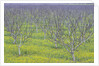 Almond Grove and Wild Mustard Plants by Anonymous