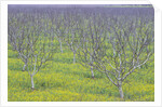 Almond Grove and Wild Mustard Plants by Anonymous