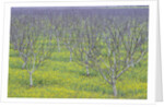 Almond Grove and Wild Mustard Plants by Anonymous
