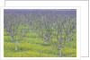 Almond Grove and Wild Mustard Plants by Anonymous