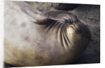 Elephant Seal Scratching by Anonymous