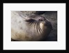 Elephant Seal Scratching by Anonymous