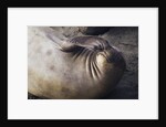 Elephant Seal Scratching by Anonymous