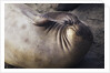 Elephant Seal Scratching by Anonymous