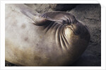 Elephant Seal Scratching by Anonymous