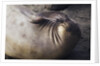 Elephant Seal Scratching by Anonymous
