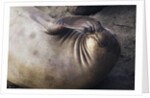 Elephant Seal Scratching by Anonymous