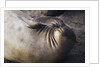 Elephant Seal Scratching by Anonymous