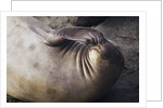 Elephant Seal Scratching by Anonymous