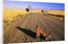 Cowboy Boots on Gravel Road by Anonymous