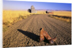 Cowboy Boots on Gravel Road by Anonymous