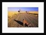 Cowboy Boots on Gravel Road by Anonymous