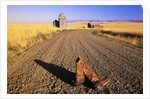 Cowboy Boots on Gravel Road by Anonymous