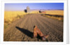 Cowboy Boots on Gravel Road by Anonymous