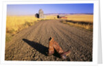 Cowboy Boots on Gravel Road by Anonymous