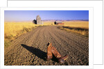 Cowboy Boots on Gravel Road by Anonymous