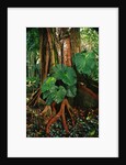 Anthurium Leaves and Red Mangrove by Anonymous