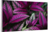 Coleus Variety at Casa Orquideas Botanical Garden by Anonymous