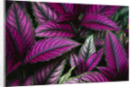 Coleus Variety at Casa Orquideas Botanical Garden by Anonymous