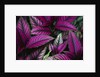 Coleus Variety at Casa Orquideas Botanical Garden by Anonymous