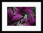 Coleus Variety at Casa Orquideas Botanical Garden by Anonymous
