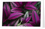 Coleus Variety at Casa Orquideas Botanical Garden by Anonymous