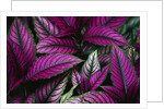 Coleus Variety at Casa Orquideas Botanical Garden by Anonymous