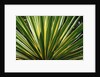 Cactus Leaves at Casa Orquideas Botanical Garden by Anonymous