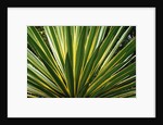 Cactus Leaves at Casa Orquideas Botanical Garden by Anonymous