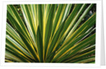Cactus Leaves at Casa Orquideas Botanical Garden by Anonymous