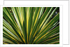 Cactus Leaves at Casa Orquideas Botanical Garden by Anonymous