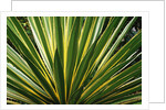 Cactus Leaves at Casa Orquideas Botanical Garden by Anonymous
