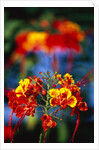 Blooming Royal Poinciana by Anonymous
