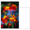Blooming Royal Poinciana by Anonymous
