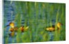 Fulvous Whistling Ducks in Texas Valley by Anonymous