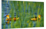 Fulvous Whistling Ducks in Texas Valley by Anonymous