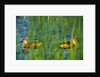 Fulvous Whistling Ducks in Texas Valley by Anonymous