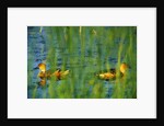 Fulvous Whistling Ducks in Texas Valley by Anonymous