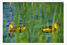 Fulvous Whistling Ducks in Texas Valley by Anonymous