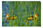 Fulvous Whistling Ducks in Texas Valley by Anonymous