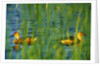 Fulvous Whistling Ducks in Texas Valley by Anonymous