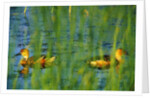 Fulvous Whistling Ducks in Texas Valley by Anonymous