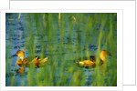 Fulvous Whistling Ducks in Texas Valley by Anonymous