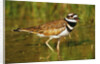 Killdeer near Nest by Anonymous