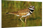 Killdeer near Nest by Anonymous