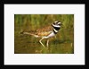 Killdeer near Nest by Anonymous